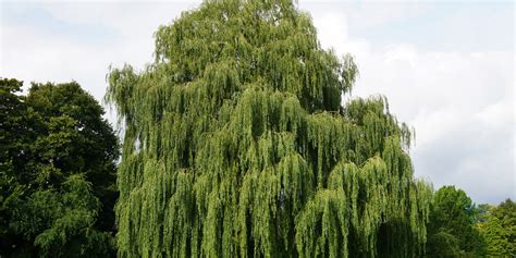 hybrid willow tree cuttings|willow trees pros and cons.